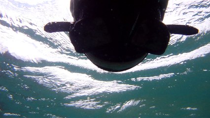 Observação Submarina, Ubatuba, SP, Brasil, Marcelo Ambrogi, Peixes, Tartarugas Gigantes, Apneia, Ilhas Indômitas, Mares Indômitos, (9)