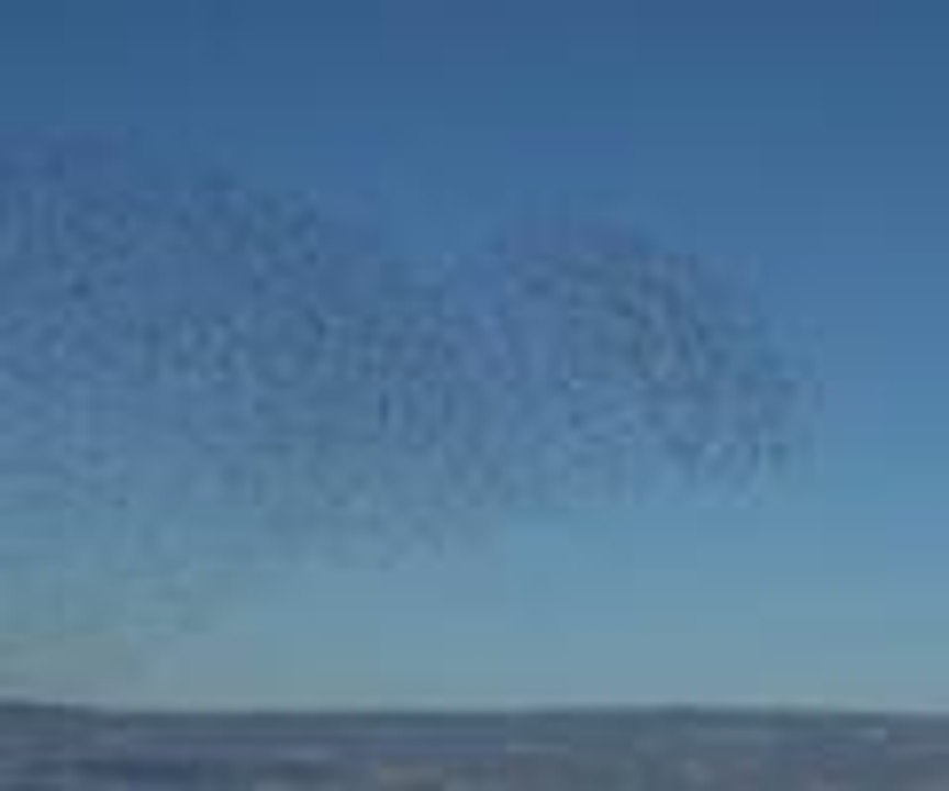 Gökyüzünde kuşların resitali