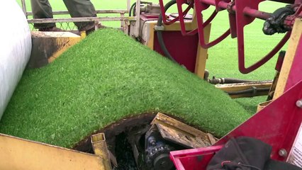 Pelouse: quand les grands clubs se fournissent dans les Landes