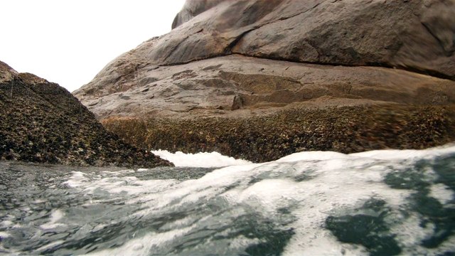 Observação Submarina, Ubatuba, SP, Brasil, Marcelo Ambrogi, Peixes, Tartarugas Gigantes, Apneia, Ilhas Indômitas, Mares Indômitos, (12)
