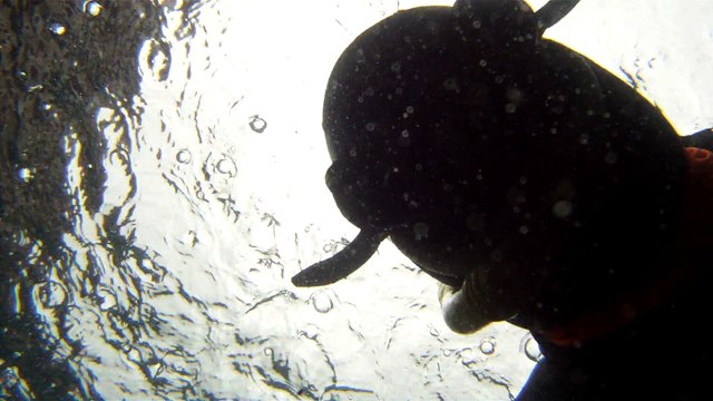 Observação Submarina, Ubatuba, SP, Brasil, Marcelo Ambrogi, Peixes, Tartarugas Gigantes, Apneia, Ilhas Indômitas, Mares Indômitos, (13)