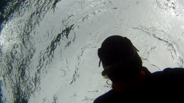 Observação Submarina, Ubatuba, SP, Brasil, Marcelo Ambrogi, Peixes, Tartarugas Gigantes, Apneia, Ilhas Indômitas, Mares Indômitos, (18)