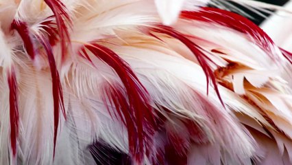 NATURE Featurette Flamants Roses VF