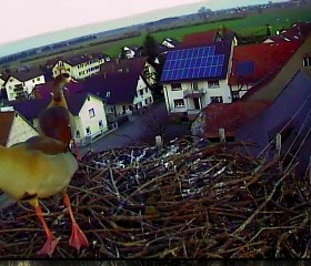 Nilgänse in Lahr/Hugsweier 23.12.2014
