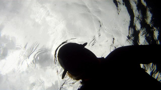 Observação Submarina, Ubatuba, SP, Brasil, Marcelo Ambrogi, Peixes, Tartarugas Gigantes, Apneia, Ilhas Indômitas, Mares Indômitos, (26)