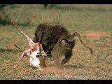 Babunların Antilop Avı