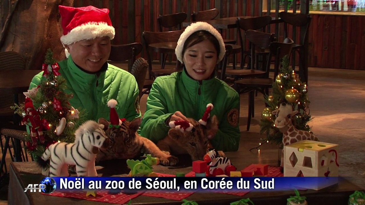 Des lionceaux et bébés tigres déguisés en Pères Noël à Séoul