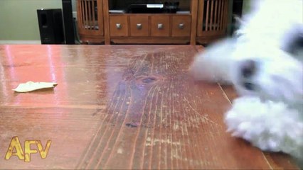 Just Out Of Reach - Animal's Funny Clip