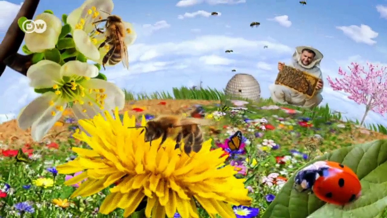 Die unglaubliche Reise der Monarchfalter | Global Ideas