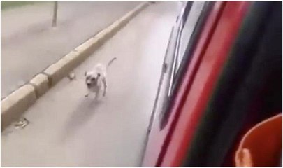 Sahibi için ambulansın peşinden koştu