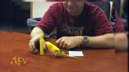 Bad Bad Bird - Really amazing bird - hahahah