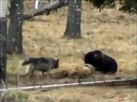 Ayı ve Kurt Sürüleri - Kıyasıya Yaşam Mücadelesi