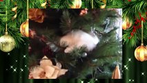 BEST COMPILATION FUNNY CATS  and Christmas tree, Funny Compilation Video with CATS  KITTENS