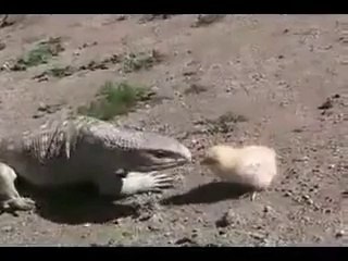 Ölüme Meydan Okuyan Civciv