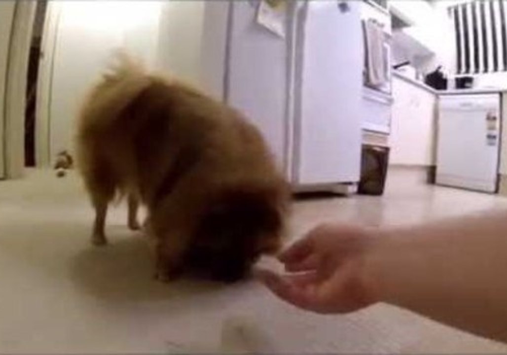 Clever Dog Outsmarts Human in Game of Fetch