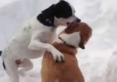 Playful Dogs Chase Each Other Through Snow