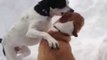 Playful Dogs Chase Each Other Through Snow