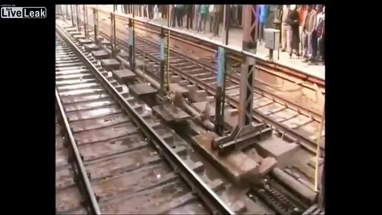 monkey jumping into action to save other monkey’s life.