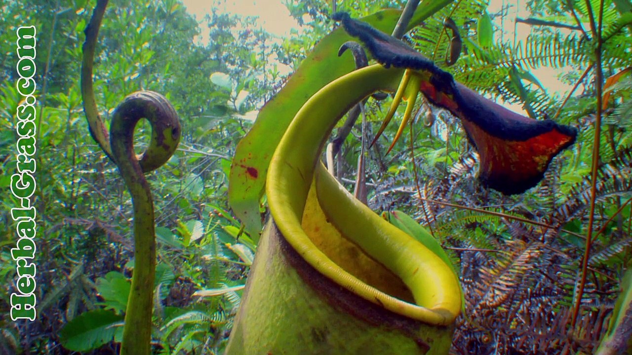 Непентес - плотоядное растение хищник