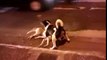 HEARTBREAKING moment dog protects friend hit by a vehicle Dublin, Ireland