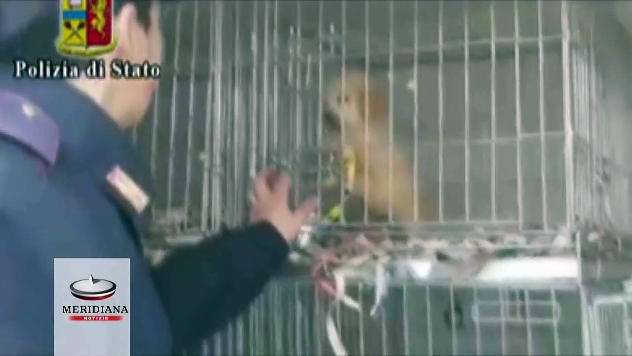 30 cuccioli importati illegalmente dall’Ungheria e diretti al mercato romano