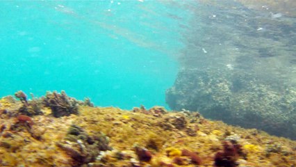 Observação Submarina, Ubatuba, SP, Brasil, Marcelo Ambrogi, Peixes, Tartarugas Gigantes, Apneia, Ilhas Indômitas, Mares Indômitos, (39)