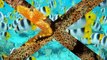 25 Deep Blue Sea Animals Wallpapers Set 7 ( no audio )