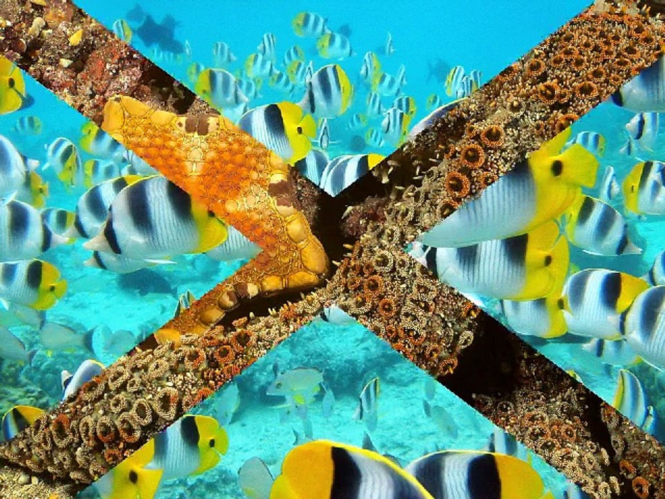 25 Deep Blue Sea Animals Wallpapers Set 7 ( no audio )