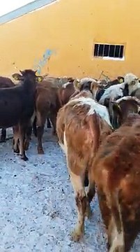 KARS HAYVAN PAZARI - KARS HAYVAN FİYATLARI - KURBANLIK , BESİLİK,YAYLIMLIK ,KESİMLİK DÜVELER