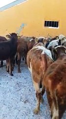 KARS HAYVAN PAZARI - KARS HAYVAN FİYATLARI - KURBANLIK , BESİLİK,YAYLIMLIK ,KESİMLİK DÜVELER