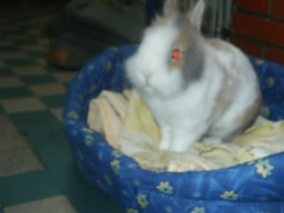 Mushu