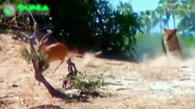 Kumpulan Perkelahian Binatang Buas | Video Pertarungan Hewan