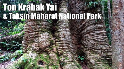 Ton Krabak Yai and Taksin Maharat National Park