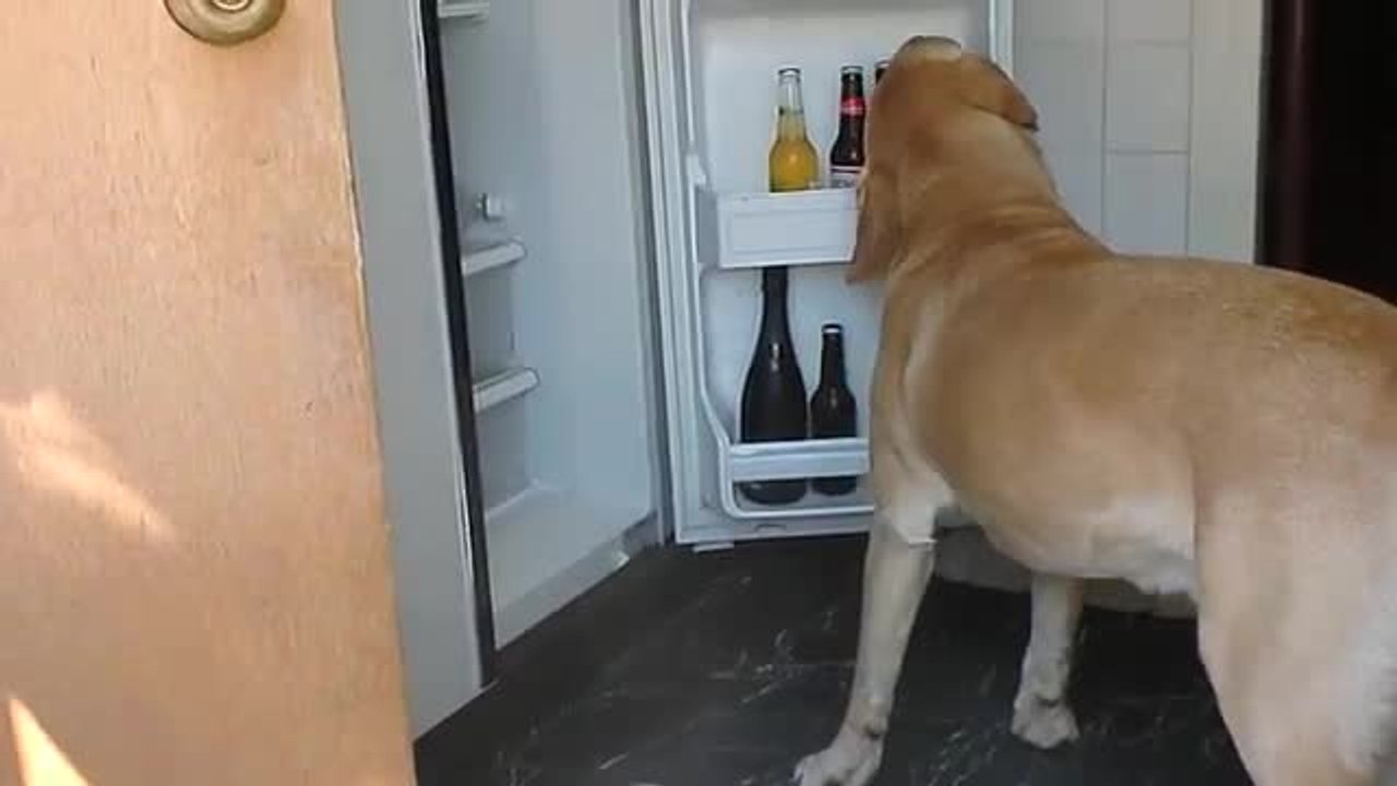 Dog trained to fetch a beer!