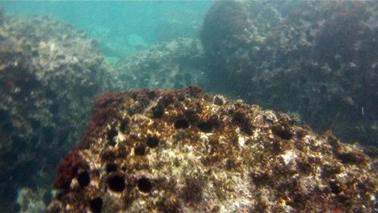 Observação Submarina, Ubatuba, SP, Brasil, Marcelo Ambrogi, Peixes, Tartarugas Gigantes, Apneia, Ilhas Indômitas, Mares Indômitos, (45)