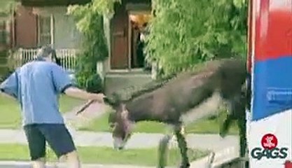 New Throwback Thursday - Donkey Delivery Prank