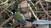 Birds- Dunnock, Tits, Blackbird, My HUGE flock of sparrows etc