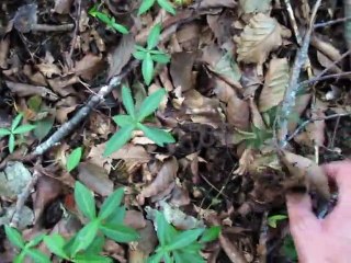 Premières trompettes de 2014