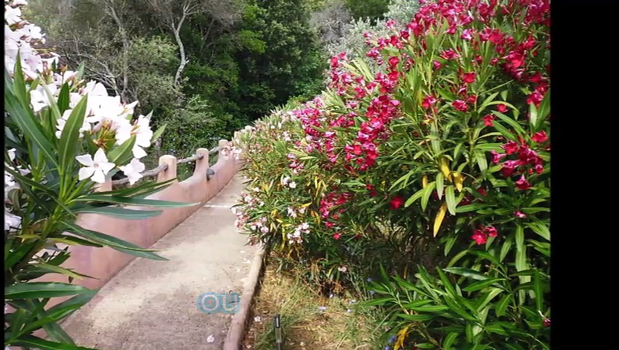turchinu macchia