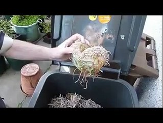 Bu bitkinin neler yaptığına şaşıracaksınız ! Unbelievable ! WHAT IS THIS