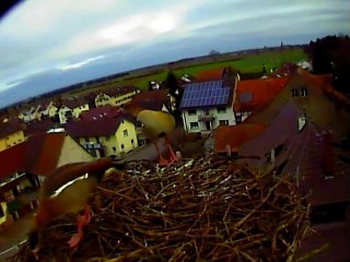 Nilgänse in Lahr/Hugsweier 22.12.2014 (Fortsetzung)