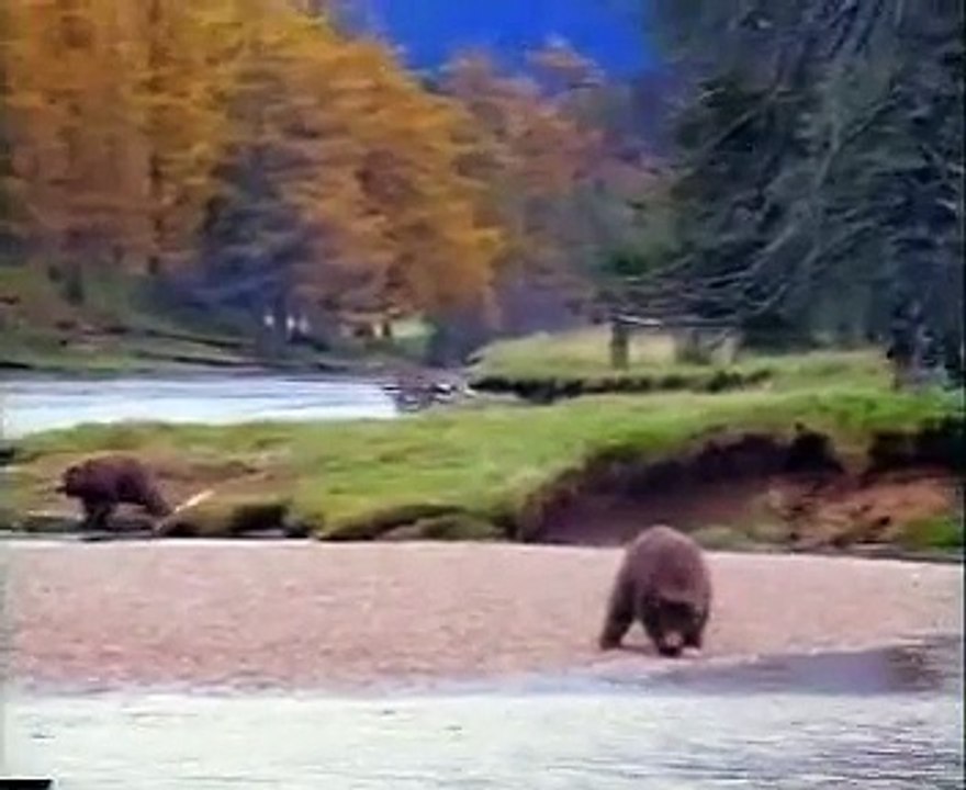 Pub John West (Homme vs Ours)