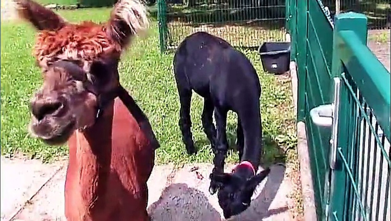 Auf großer Tour durch den Tierpark Freiberg 2014-1