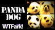 PANDA DOG: Italian Circus Busted Using Dogs Painted Like Pandas As Pandas