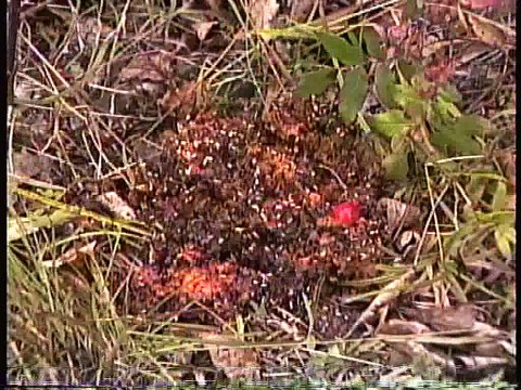 Bella Coola Natural History: Grizzly Bears, Deer