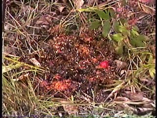 Bella Coola Natural History: Grizzly Bears, Deer