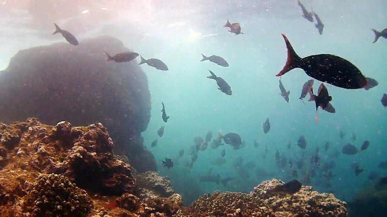ISAWV_093928_WHITE TIP
