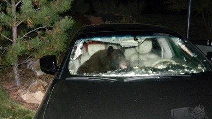 A Lot Of Animals Got Stuck In Cars In 2014
