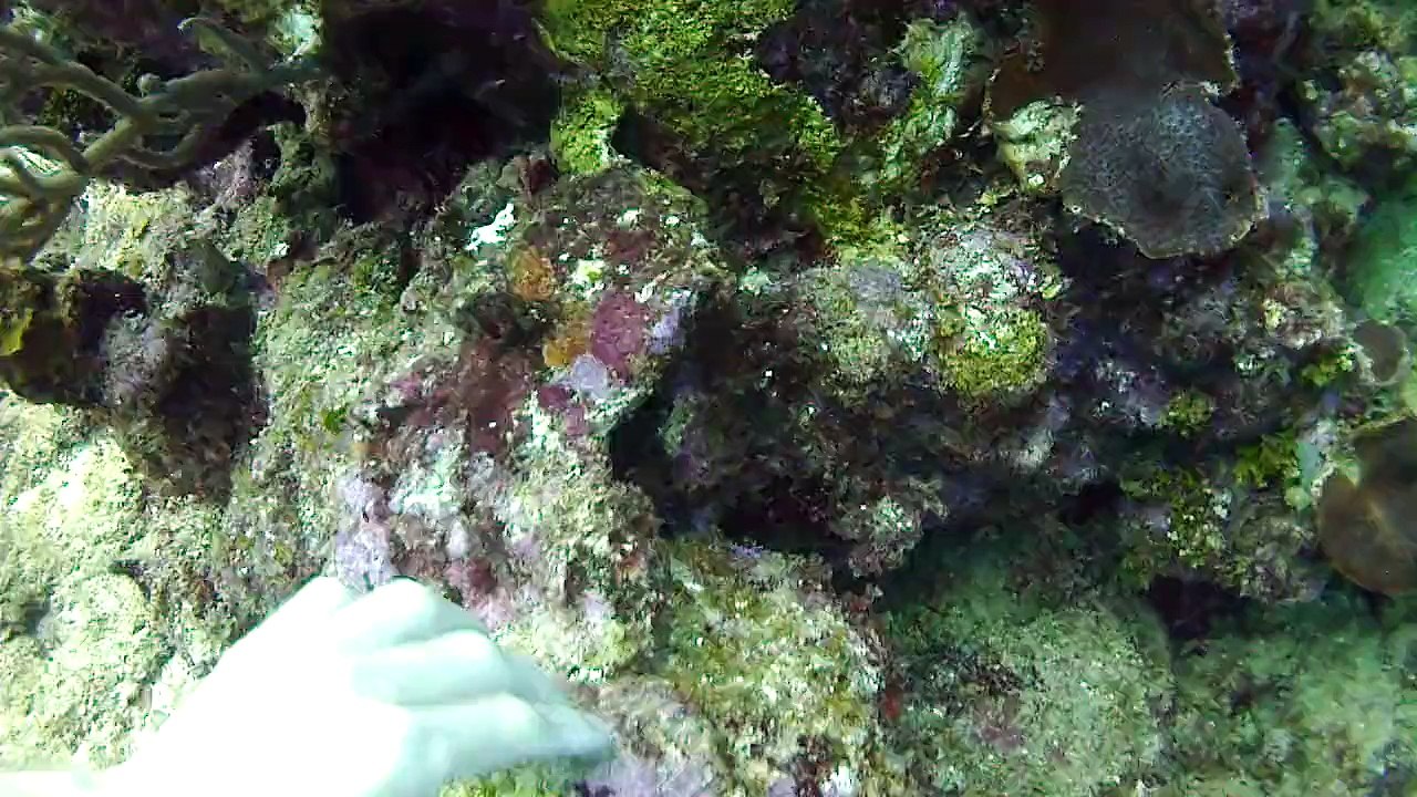 ISAWV_055122_king crab