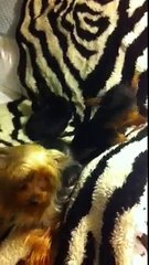 Cute Yorkies babies both girls